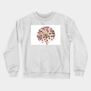 Allium karataviense   AGM  Kara Tau garlic  Seed heads Crewneck Sweatshirt